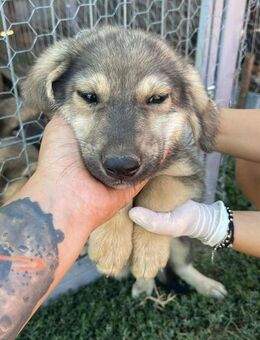 Lieber Rüde B649 sucht seine Menschen - Neuberg