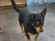 Pino - ein bezaubernder Pinscher-Mix - Willich