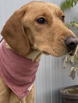 Pepita - liebenswerte Junghündin - Berlin