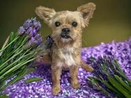 💜Gizmo 💜1,5-jähriger Yorkshire Terrier - Kassel