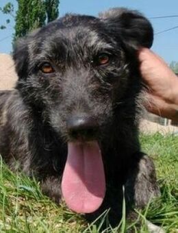 TWINKIE ist eine süße Maus - Hof