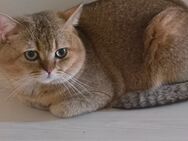 BKH Kater zu verkaufen - Bielefeld Brackwede