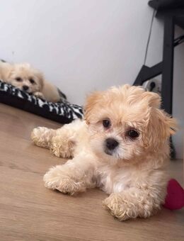Wunderschöne Maltipoo-Welpen – abgabebereit - Wesel