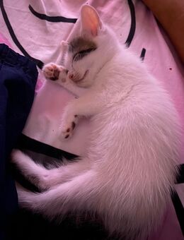 Unsere kleinen Katzenbabys suchen ihr Für-immer-Zuhause! - Balingen