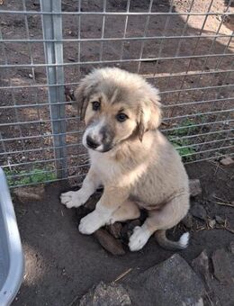 Zuhause/Pflegestelle gesucht für Yuma - Miesbach