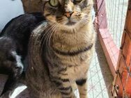 Charlene aus dem Tierschutz - Grevenbroich