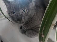 3 Kitten suchen ein Zuhause - Sulz (Neckar)