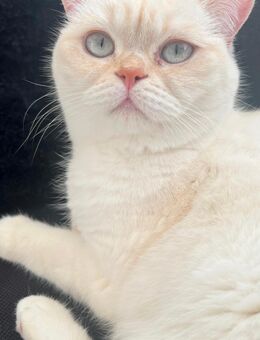 Kater abzugeben - Würselen