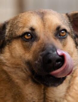 LINO🩵zutraulich,sozial & aufgeschlossen - Hamburg