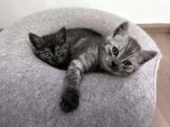 Kätzchen, Kitten, Katze, Katze, Babykatzen - nur noch 2 Kater ❤️ - Düsseldorf
