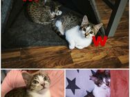 🐾 Zwei zuckersüße Katzenbabys (14 Wochen) suchen ein liebevolles Zuhause 🐾 - Rotenburg (Wümme)