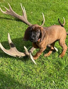 Bayrische Gebirgsschweißhund Welpen zu - Meppen