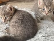 Russisch blaue Bkh Mix KITTEN - Gerach (Bayern)