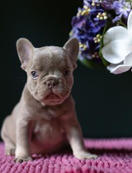 Premium Französische Bulldoggen Welpe (Hündin) - Kreuzlingen