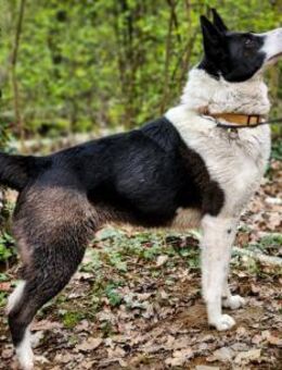 Zelda sucht neue Herausforderungen - Bad Belzig