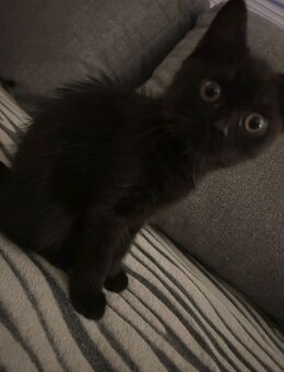 Wunderschönes British Kurz Haar Katzenbaby sucht liebevolles zuhause! - Gelsenkirchen Buer