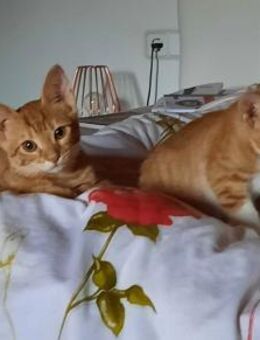 Katzenmama mit 4 Kids sucht Pflegestelle - Benediktbeuern