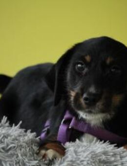 Filoma sucht ihr neues zu Hause .... - Hagen (Stadt der FernUniversität)