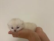 Reinrassige Britisch Kurzhaar BKH Kitten - Bielefeld