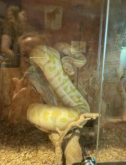 Königspython Albino - Leverkusen