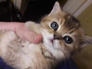 BKH Kitten / Kätzchen sucht Zuhause - Hamburg