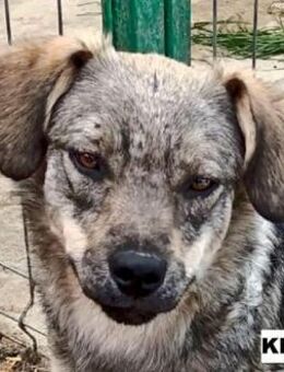 Hündin Kessy sucht liebe Menschen - Neuhausen (Fildern)