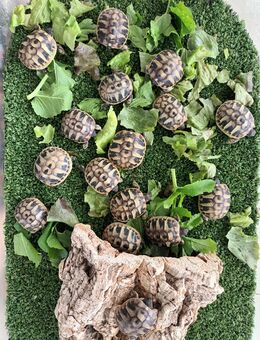Schildkrötenbabies-Nachzucht 2025 mit CITES-Bescheinigung - Moorenweis