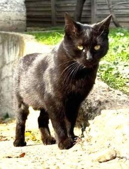 PISA - Kleine Supermama-Katze...... - Kempen
