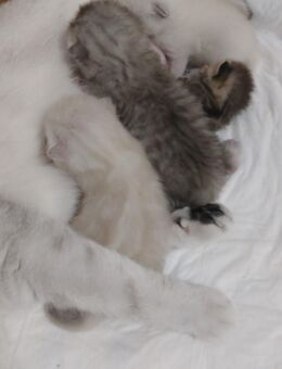 BKH KITTEN suchen ein 5 Sterne 🌟 Zuhause 🌟 - Feuchtwangen