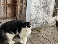 Kleinen Kater abzugeben! - Meschede (Kreis- und Hochschulstadt)