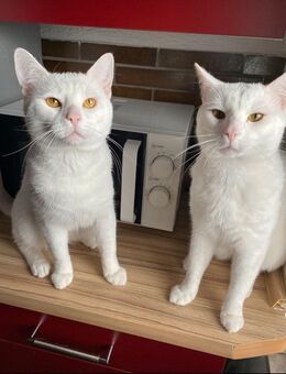2 süße Kater suchen ein neues Zuhause - Grünberg Zentrum