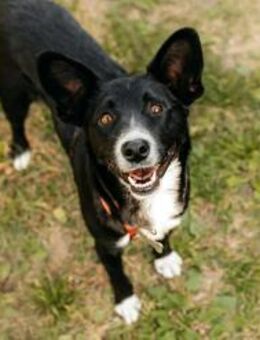 Ruhige Familie für Lucy gesucht - Duisburg