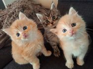 Maine coon mix - Untergruppenbach