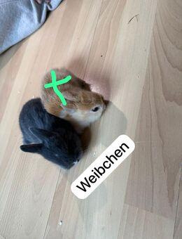 Zwergkaninchen - Bad Kreuznach