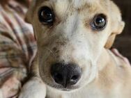MELO ~ zutraulicher Mini-Hundemann - Duisburg