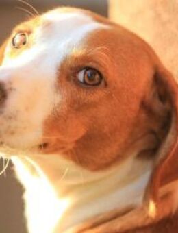 ROXY - freundlich, aktiv, offen - Linden (Hessen)