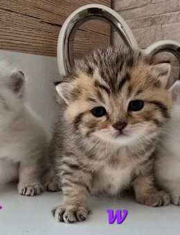 BKH Kitten Kätzchen Babykatze Männchen Weibchen - Lemgo