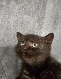 Katzen abzugeben - Solingen (Klingenstadt)