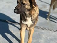 🐾Zaghafter Malinois-Mix Mateo🐾 - Eislingen (Fils)