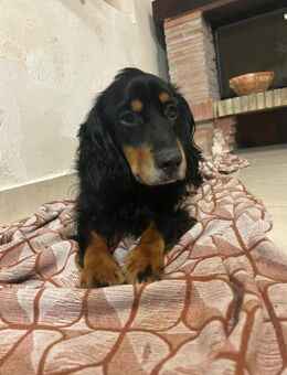 Arthur - sucht neue Familie - Grevenbroich
