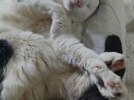 Kater sucht Freigang - Kiel Gaarden-Ost
