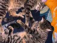 2 süße Katzen suchen ein zuhause - Meckenbeuren