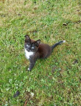 Kätzchen/Jungkatze/Kater - Uttenweiler