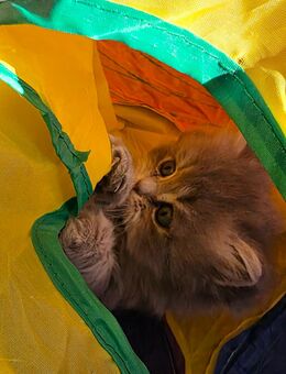 BKH-Perser-Mix Kitten suchen liebevolles Zuhause - Kall