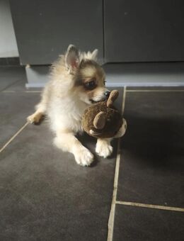 Zwergspitz Welpen nurnoch ein Weibchen sucht noch ihr Zuhause - Namborn