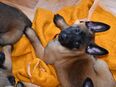 Wunderschöne, freundliche Malinois Welpen suchen liebe Familien belgischeer Schäferhund in 37574