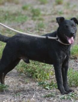 Matteus sucht Ihr Vertrauen - Brunstorf