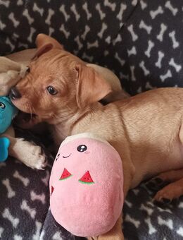 Süßer Welpe( Chihuahua -Zwergpinscher)sucht sein neues Körbchen - Flensburg