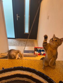 British Kurzhaar Katzen zum abgeben - Sulzbach-Rosenberg