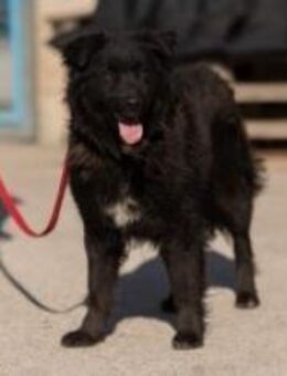 Rakete Frieda - Ellerbek